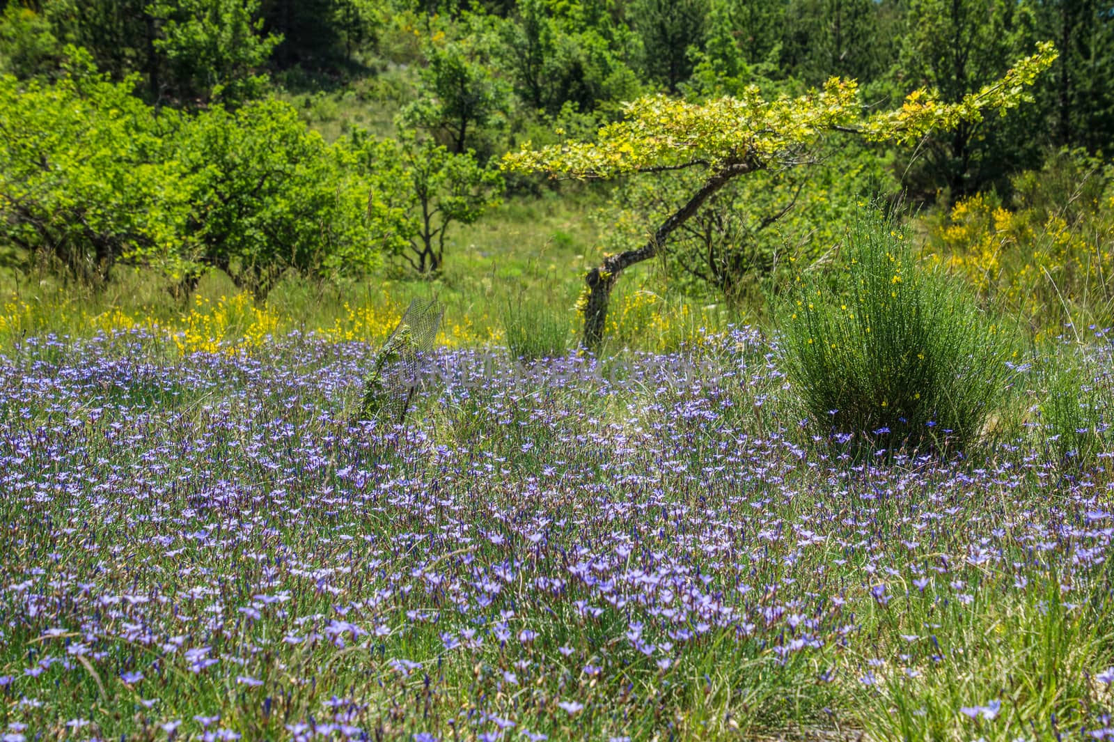 regional park the provencal baronies