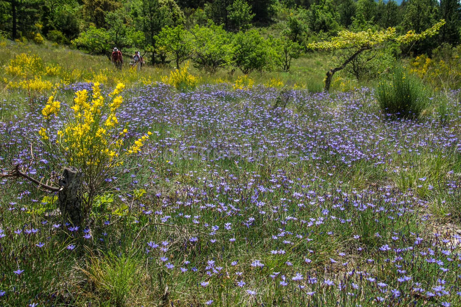 regional park the provencal baronies