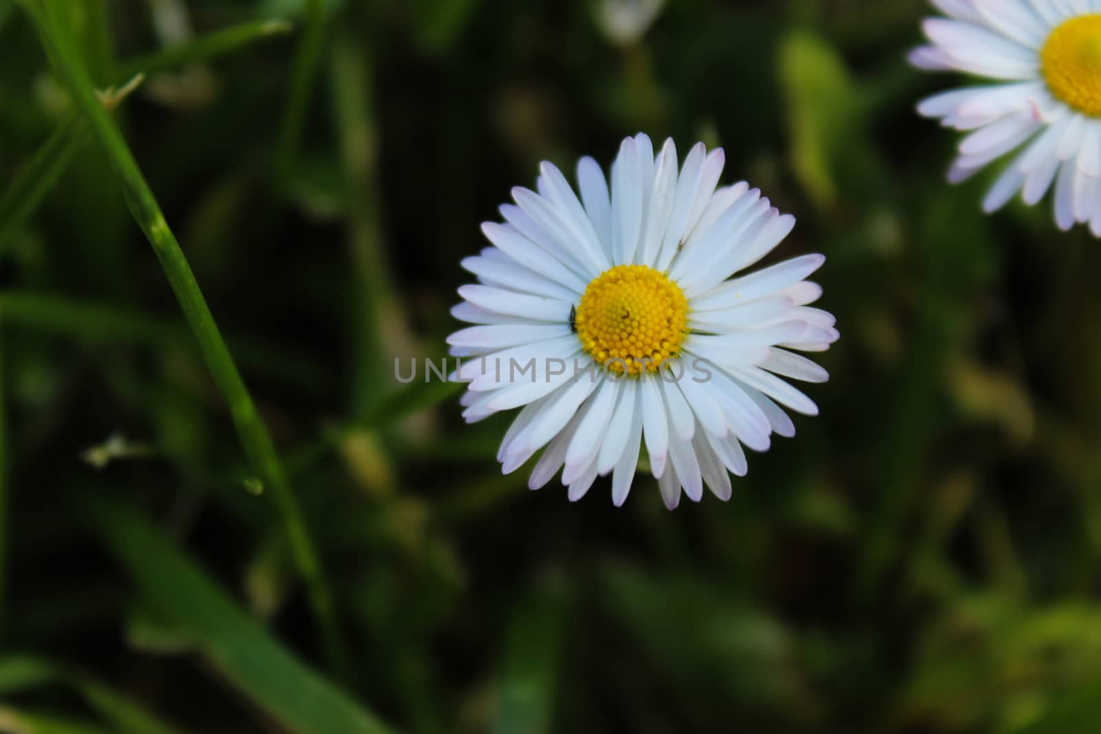 Bellis perenis, detailed white and yellow daisy flower in a green background. Beja, Portugal.