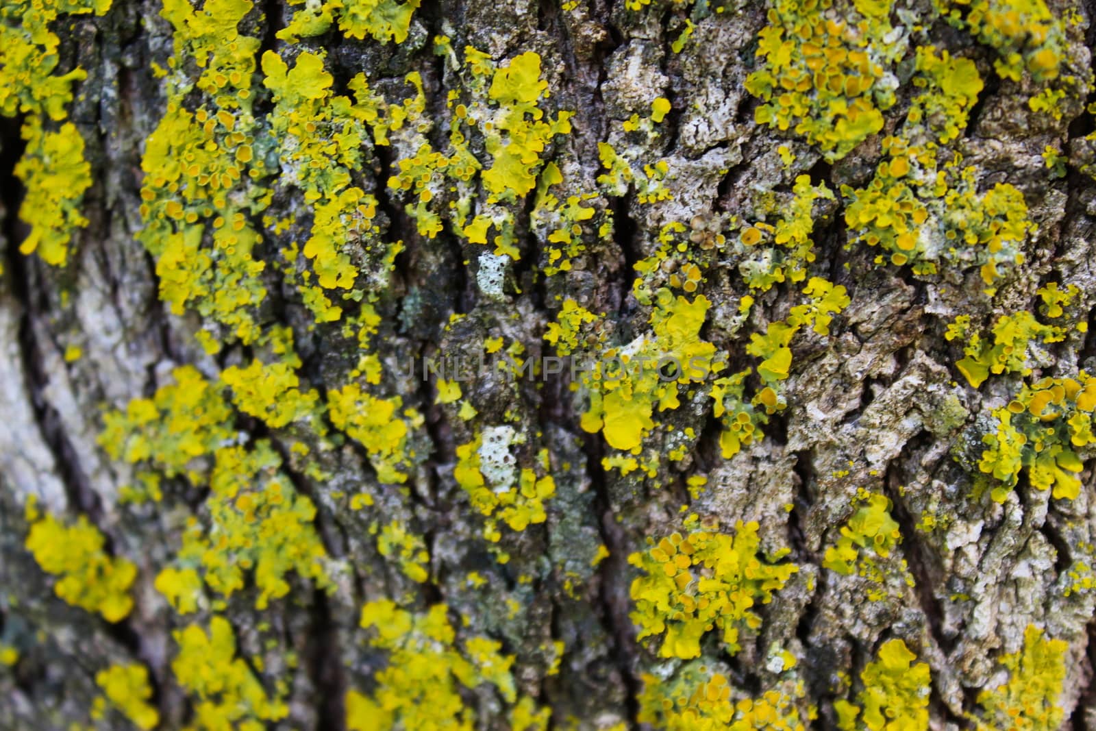 Lot of yellow mold on the tree bark. Selective focus. Texture. Beja, Portugal.