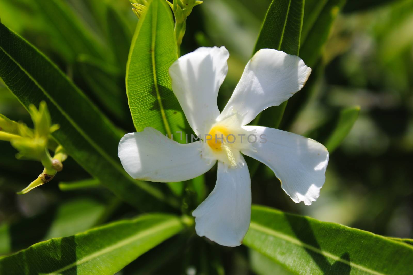 Jasmine or Arabian Jasmine in garden. Prelijepi bijeli close up cvijet Jasminum officinale, common jasmine. Beja, Portugal.