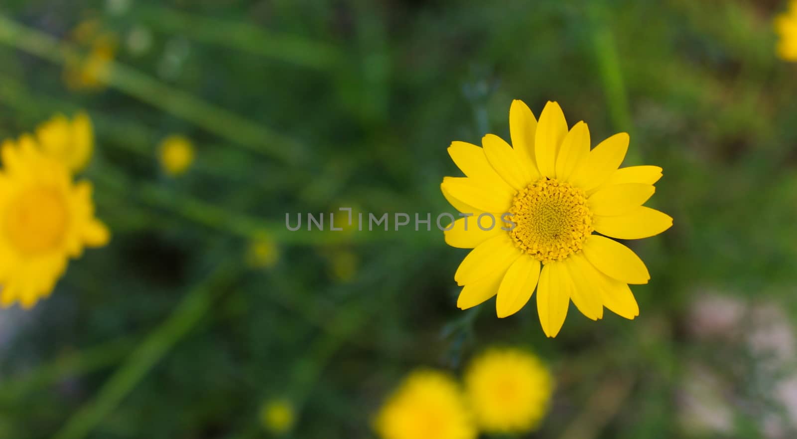 One yellow daisy in focus on the meadow and the others blurred. Beja, Portugal.