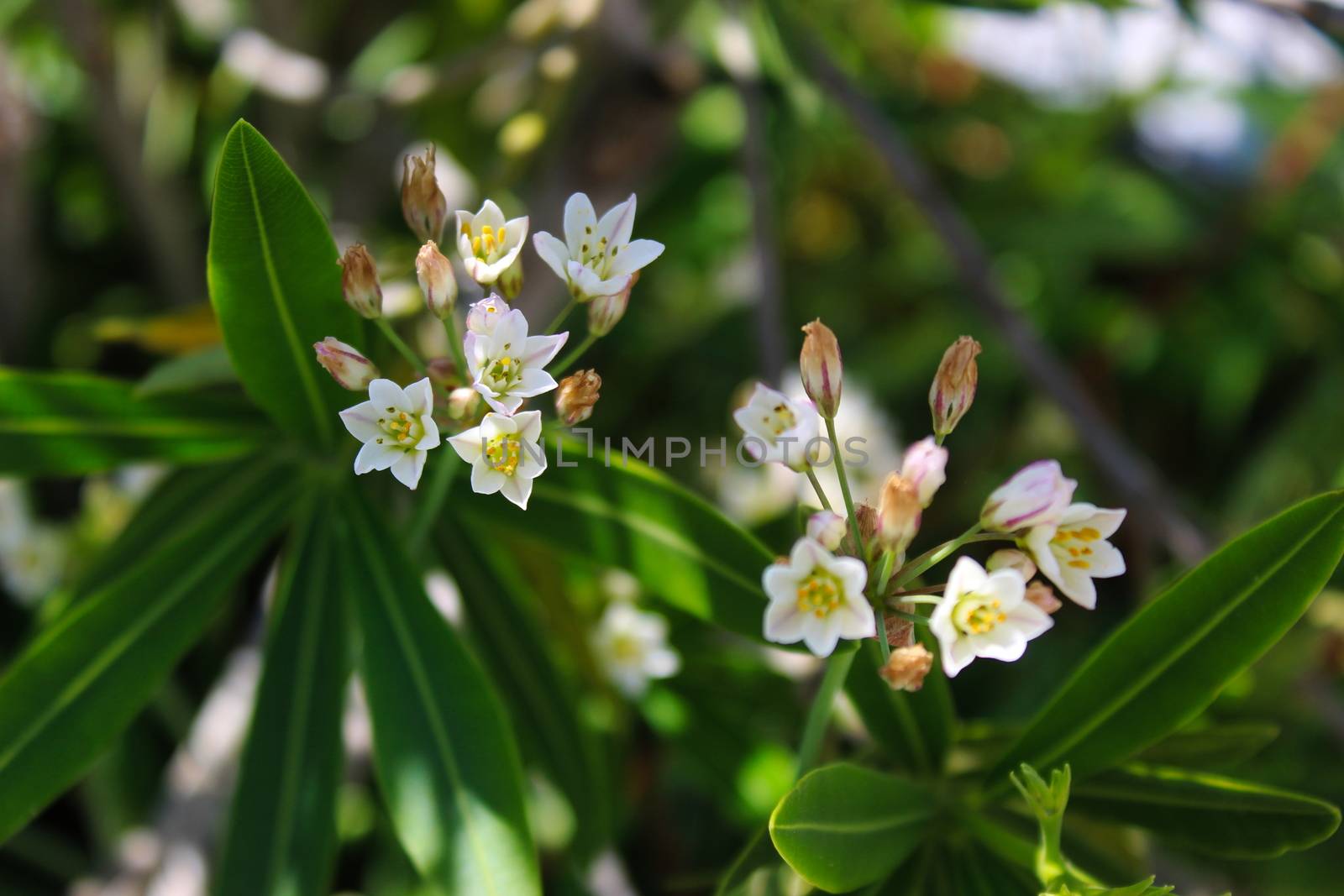 Jasmine or Arabian Jasmine in the garden. Two small twigs of inflorescences of white flowers. by mahirrov