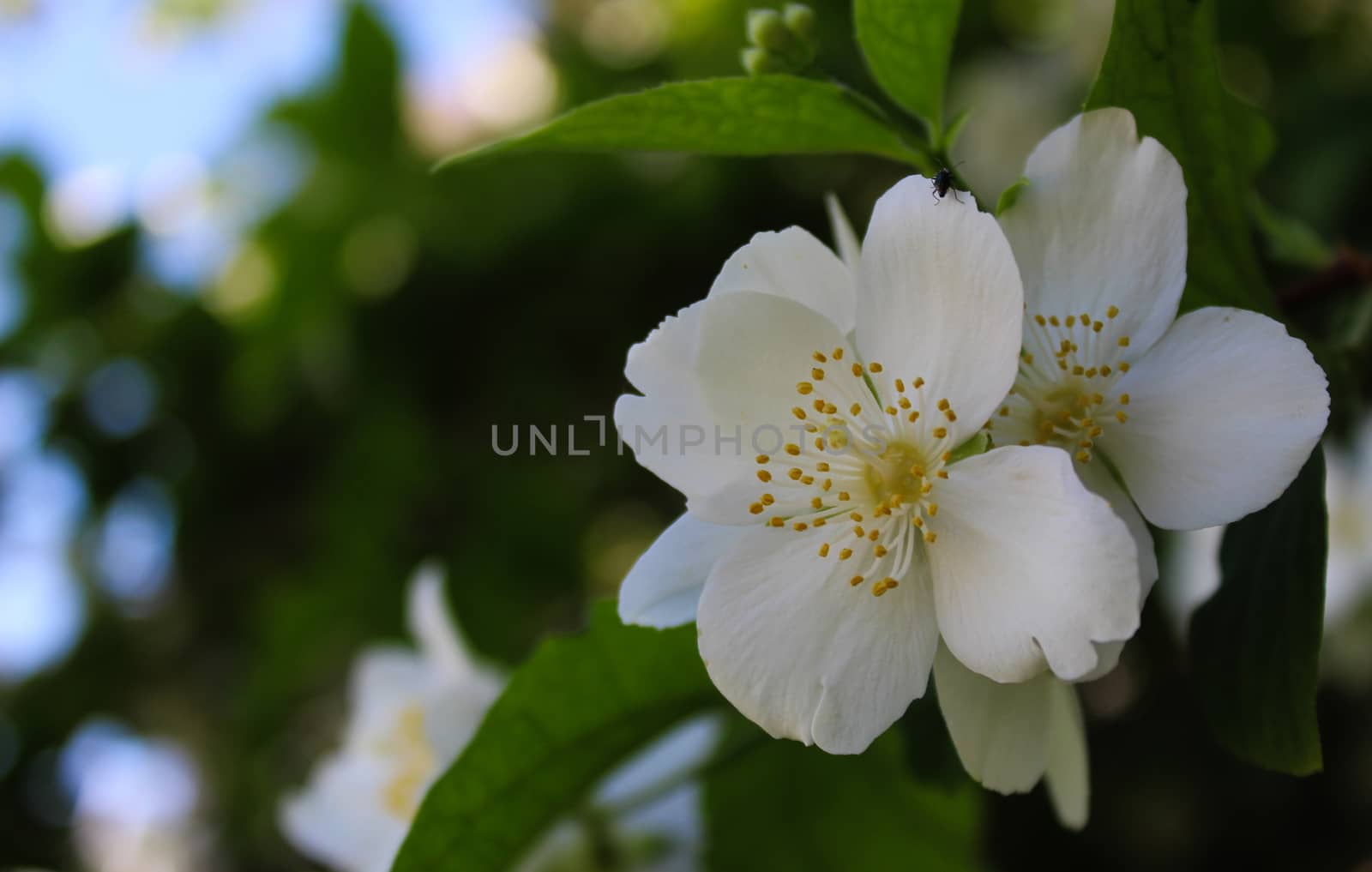 Group of white flowers with dark green background. Philadelphus coronarius, sweet mock-orange, English dogwood. by mahirrov