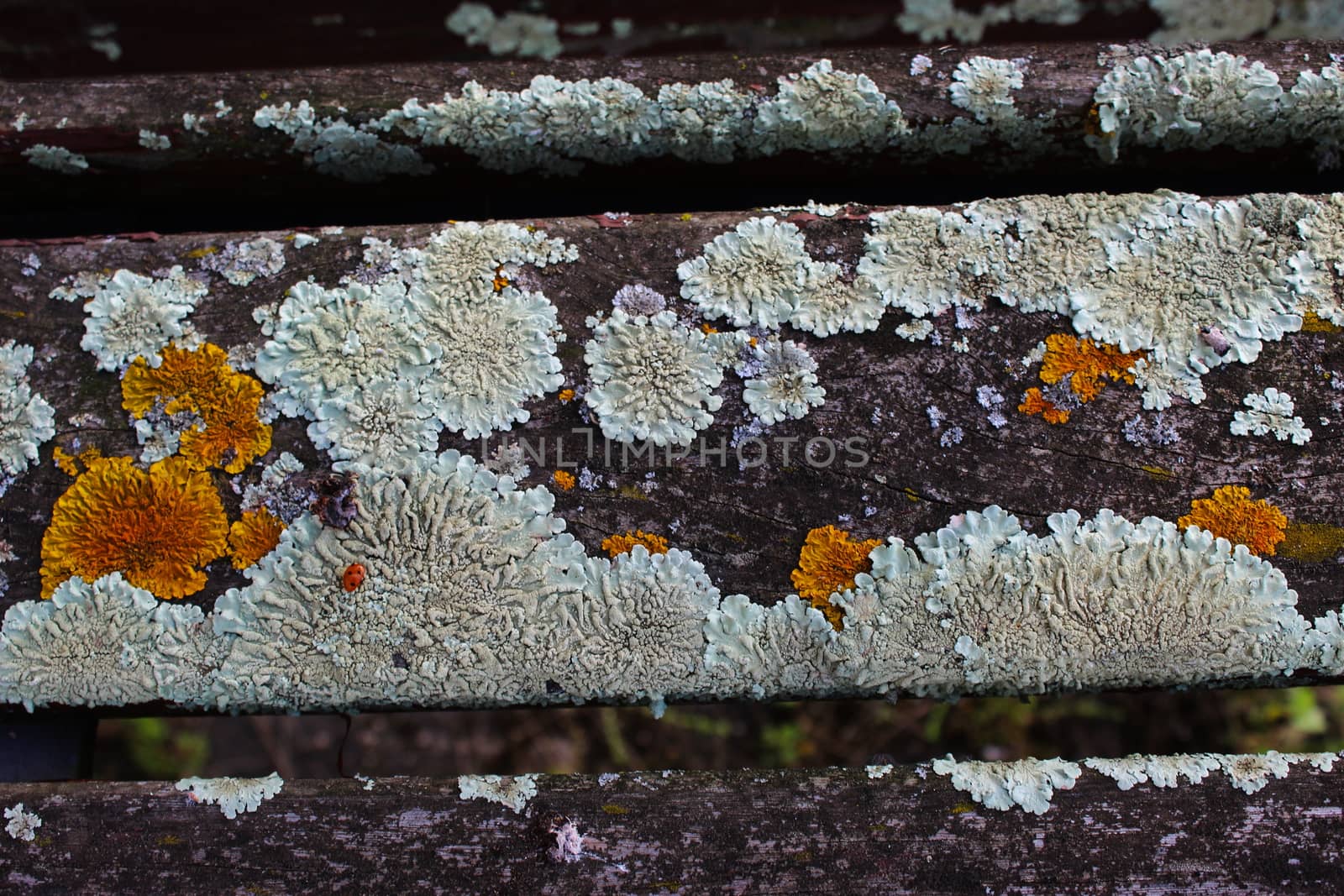 Fungus on the wooden bench. by mahirrov