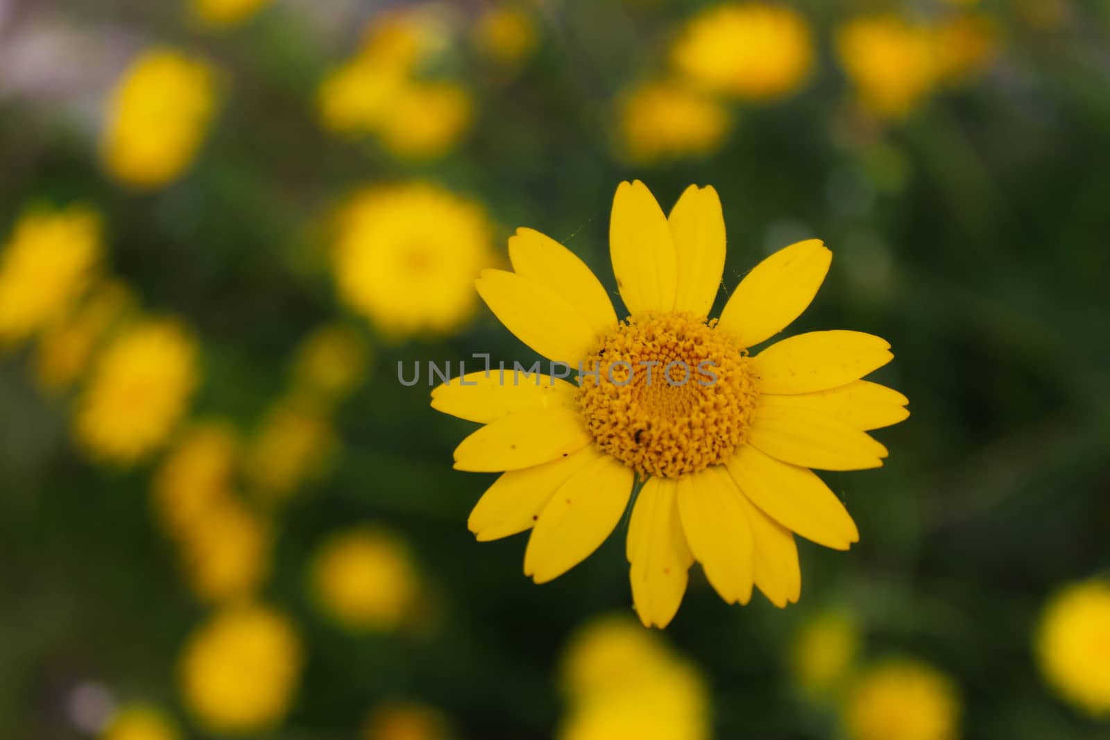 Yellow daisy in the meadow. Beja, Portugal.