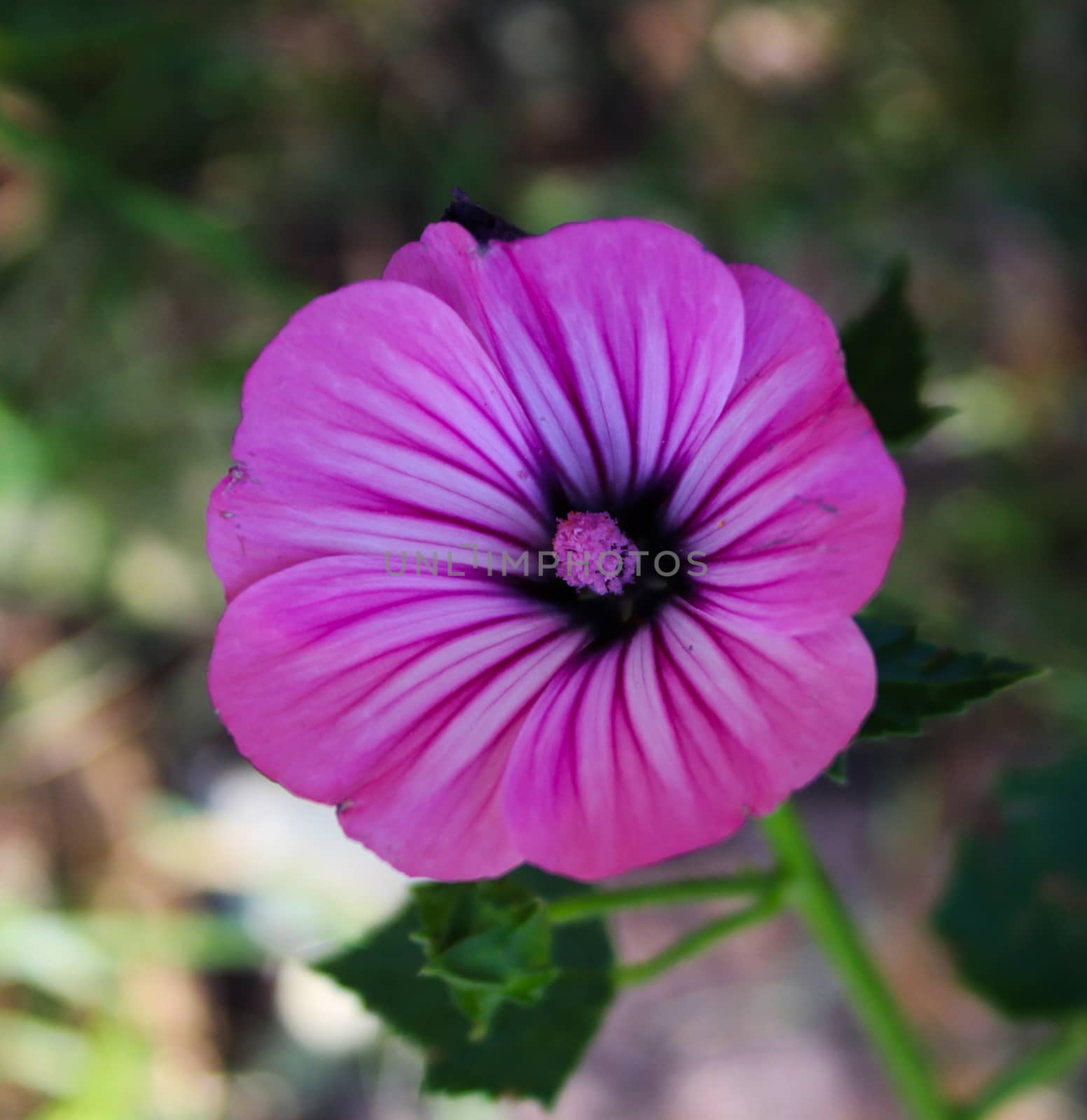 Wild pink geranium flower in the woods. by mahirrov