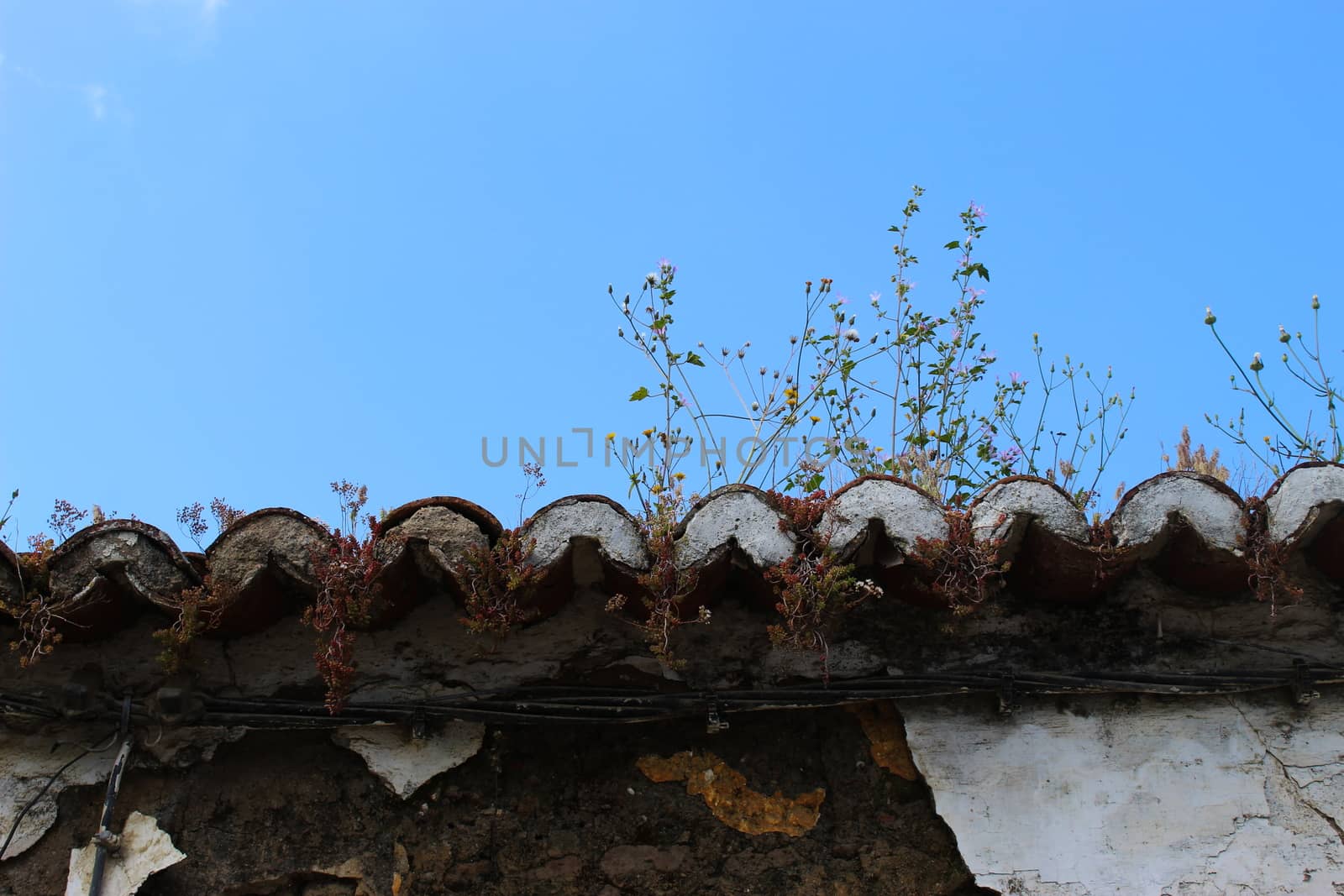 The plants grow on an abandoned old roof. Beja, Portugal. by mahirrov