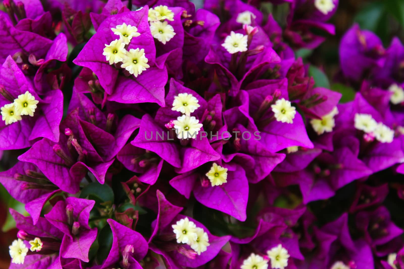 Bougainvillea spectabilis Willd in the garden. by mahirrov