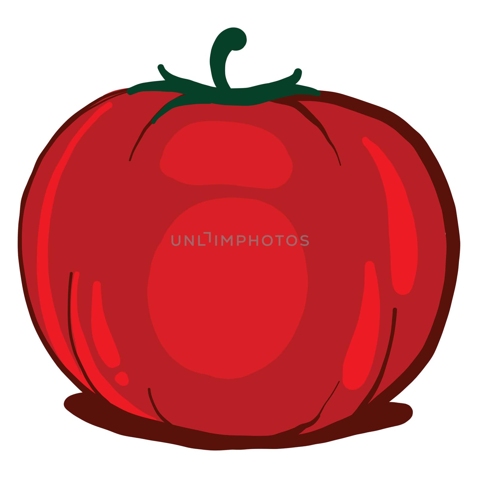 Red fresh tomato , illustration, vector on white background by Morphart