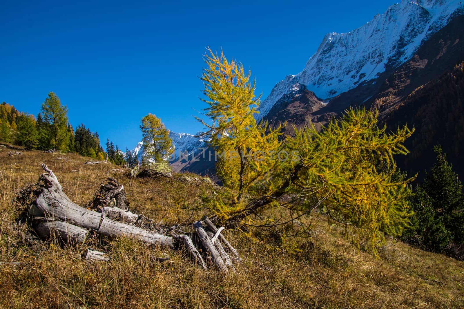 landscape of the Swiss Alps in autumn by bertrand