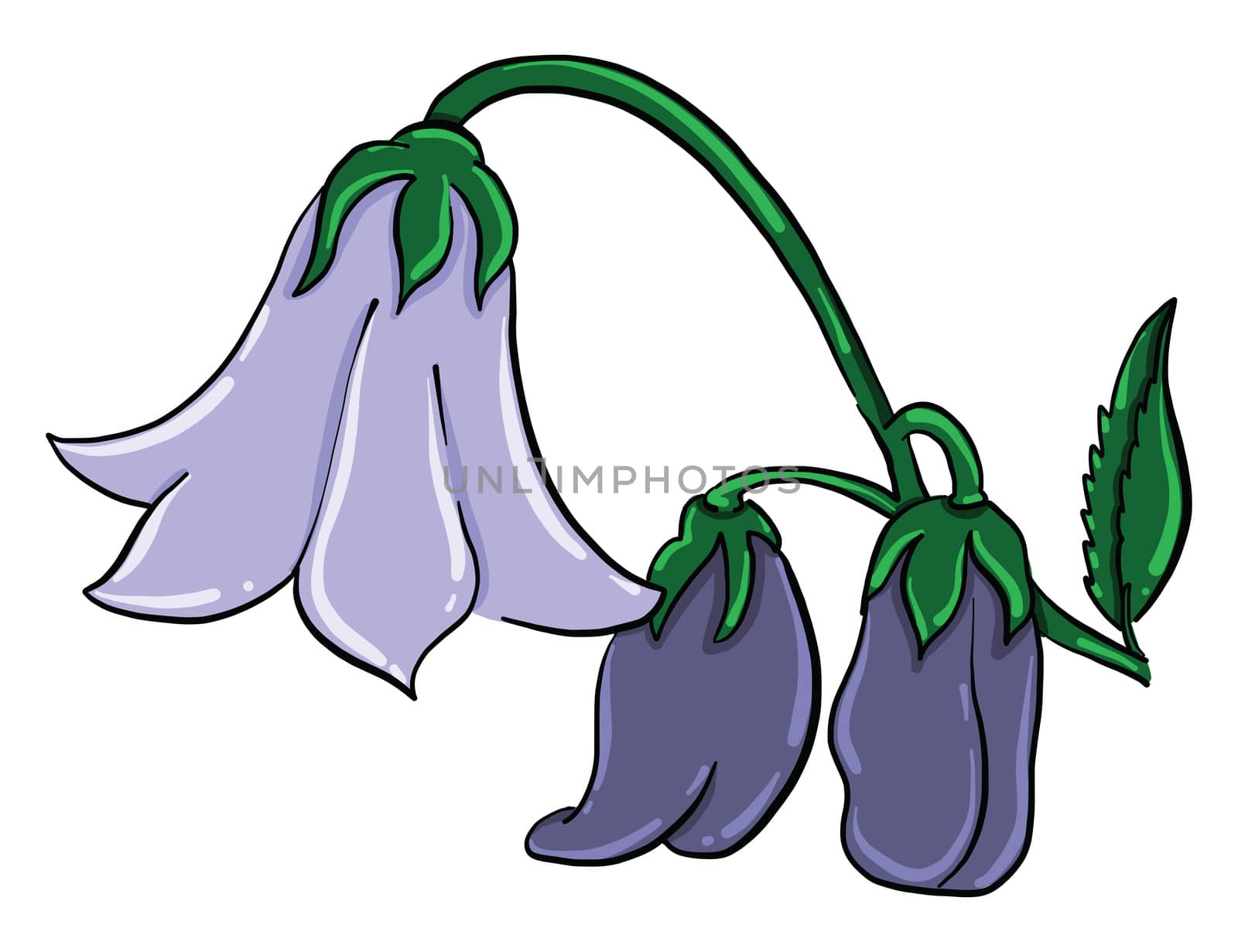 Purple bell flower , illustration, vector on white background