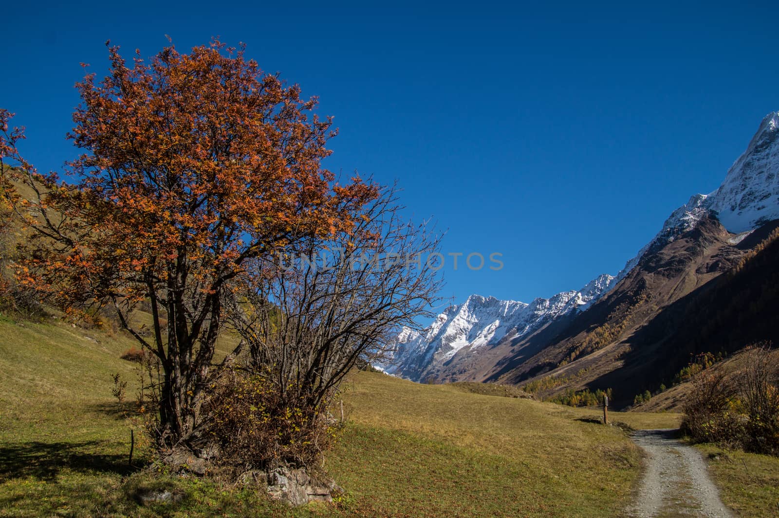 landscape of the Swiss Alps in autumn by bertrand