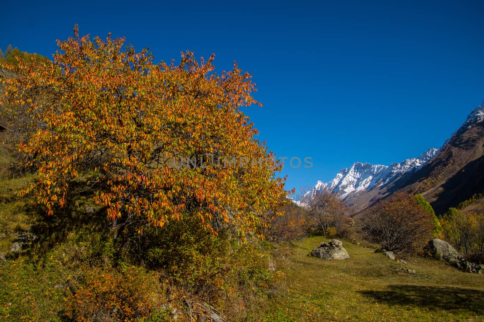 landscape of the Swiss Alps in autumn by bertrand