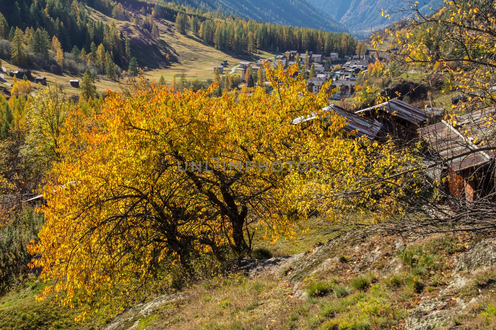 landscape of the Swiss Alps in autumn by bertrand