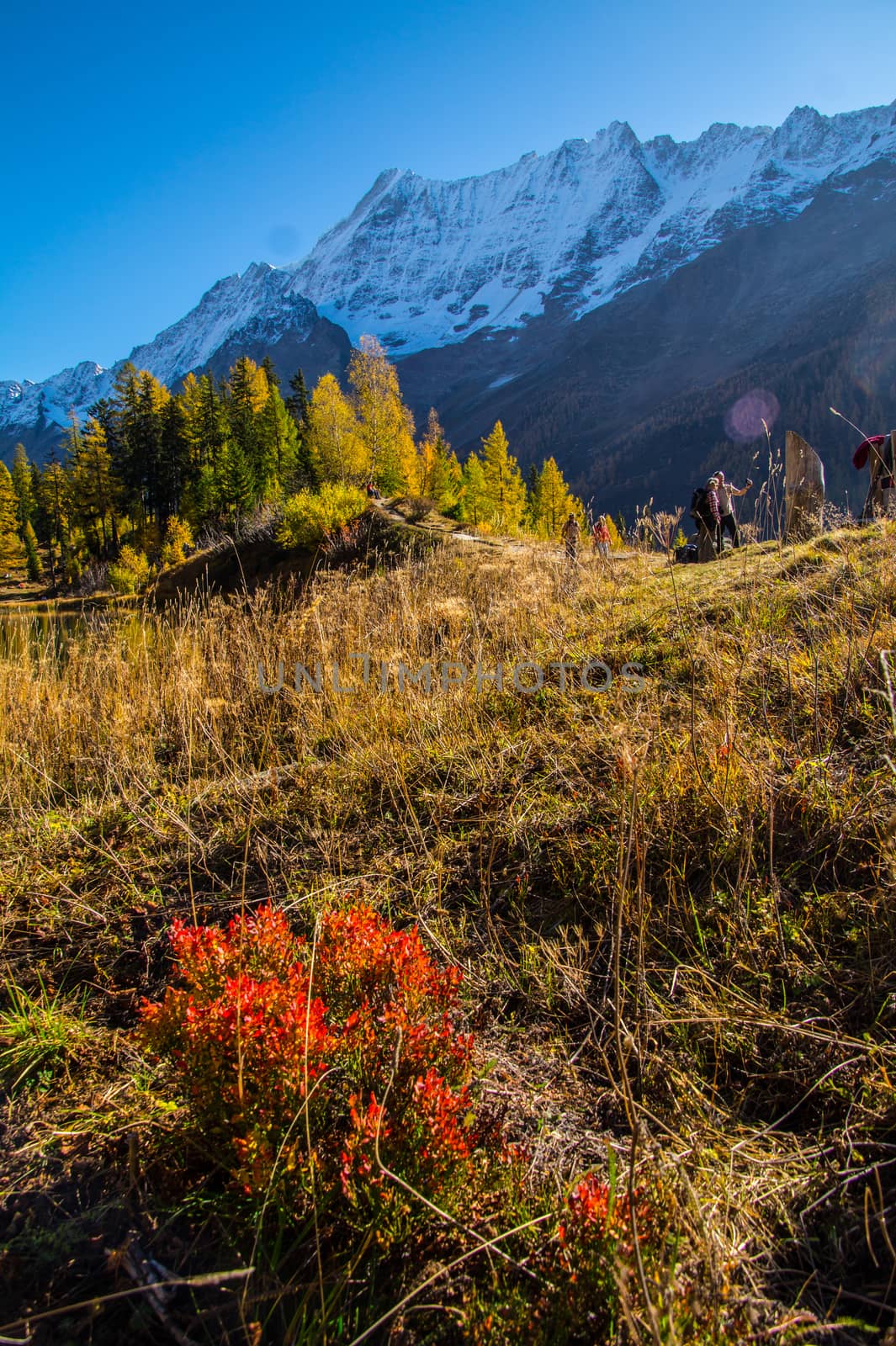 landscape of the Swiss Alps in autumn by bertrand