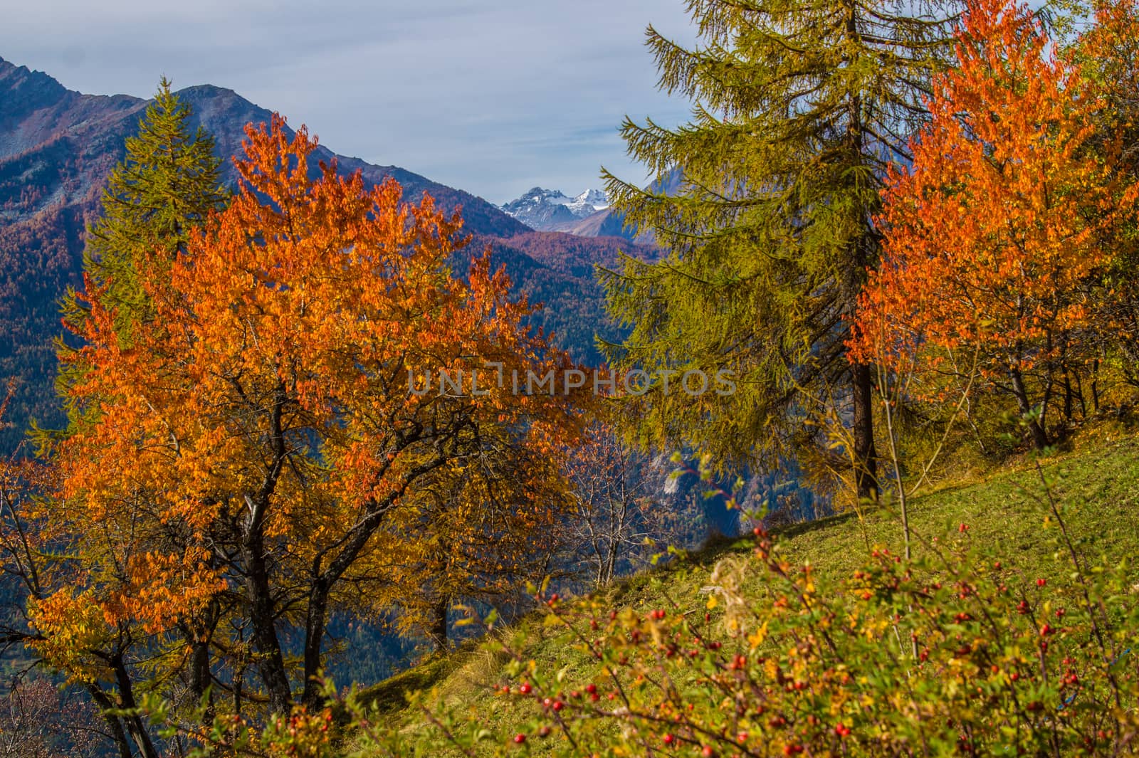 landscape of Italian Alps in autumn by bertrand