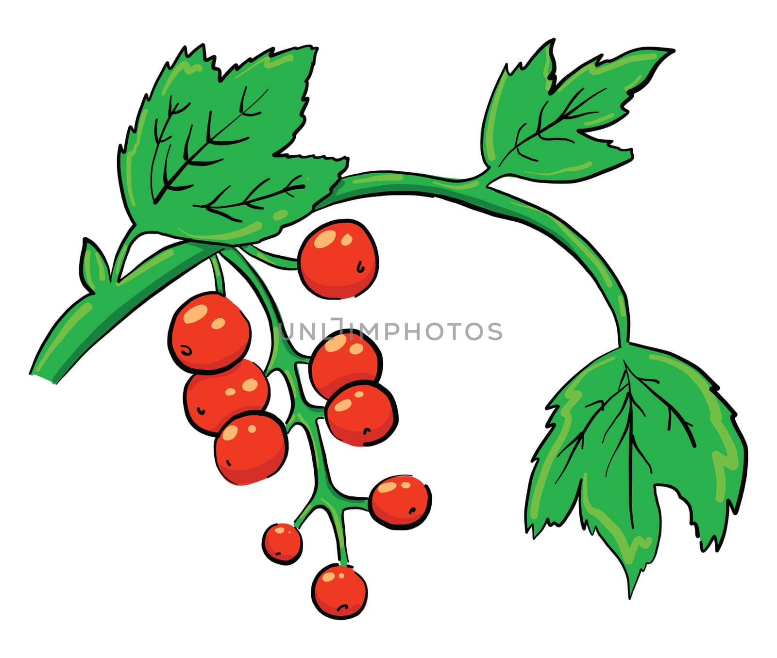 Red currant , illustration, vector on white background by Morphart