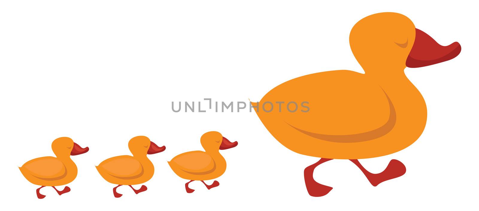 Duck family , illustration, vector on white background