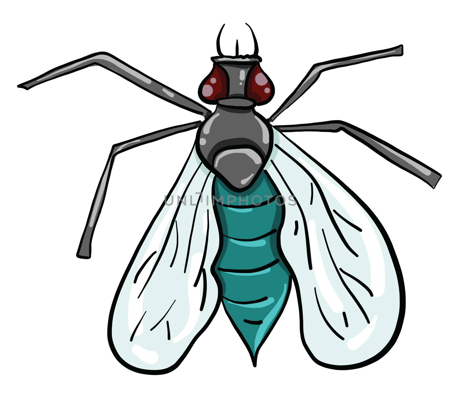 Fly insect , illustration, vector on white background
