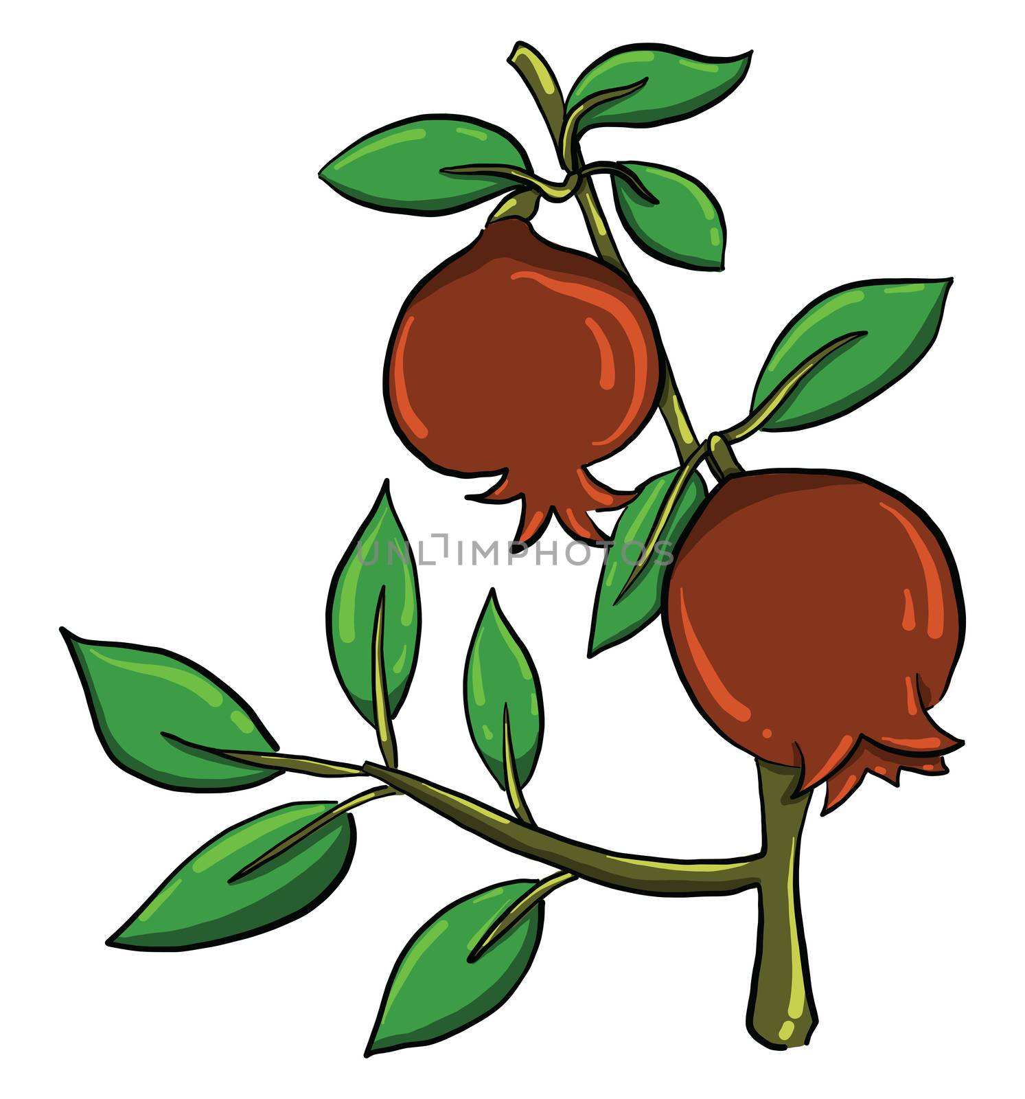 Garnet on tree , illustration, vector on white background