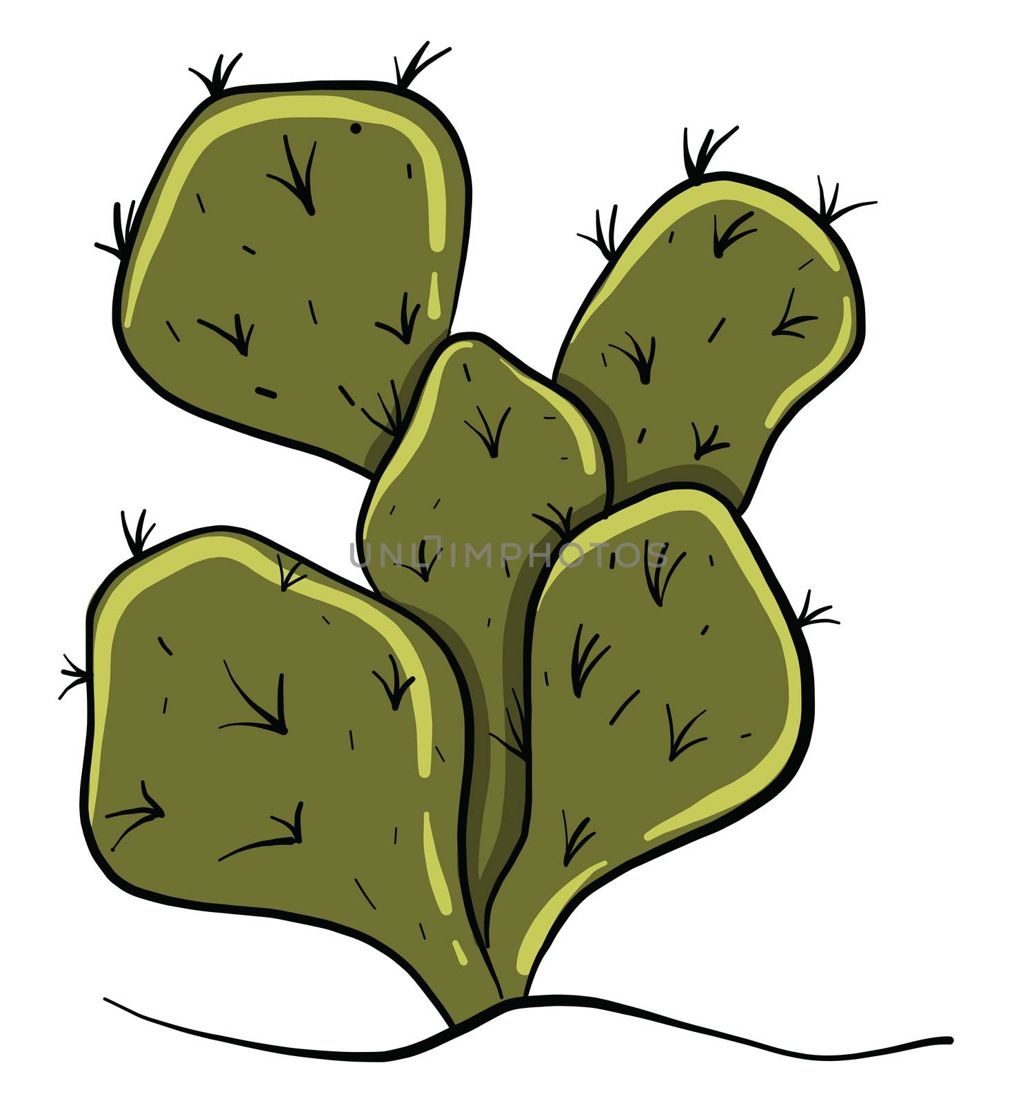 Green cactus , illustration, vector on white background
