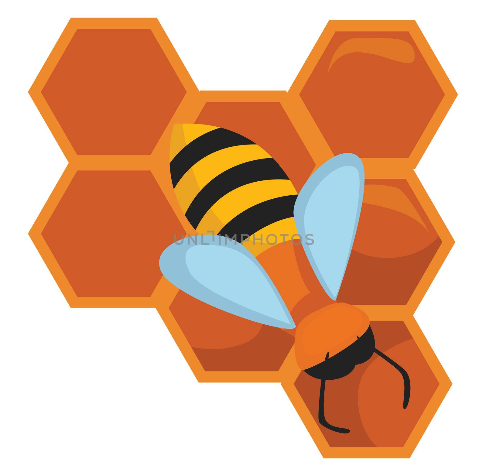 Honeycomb with bee , illustration, vector on white background