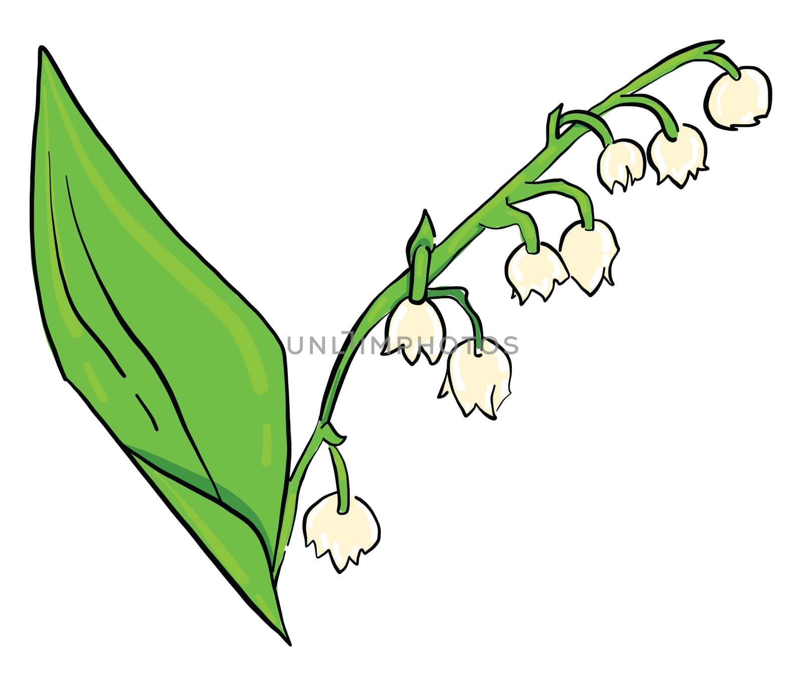 Lily of the valley , illustration, vector on white background by Morphart