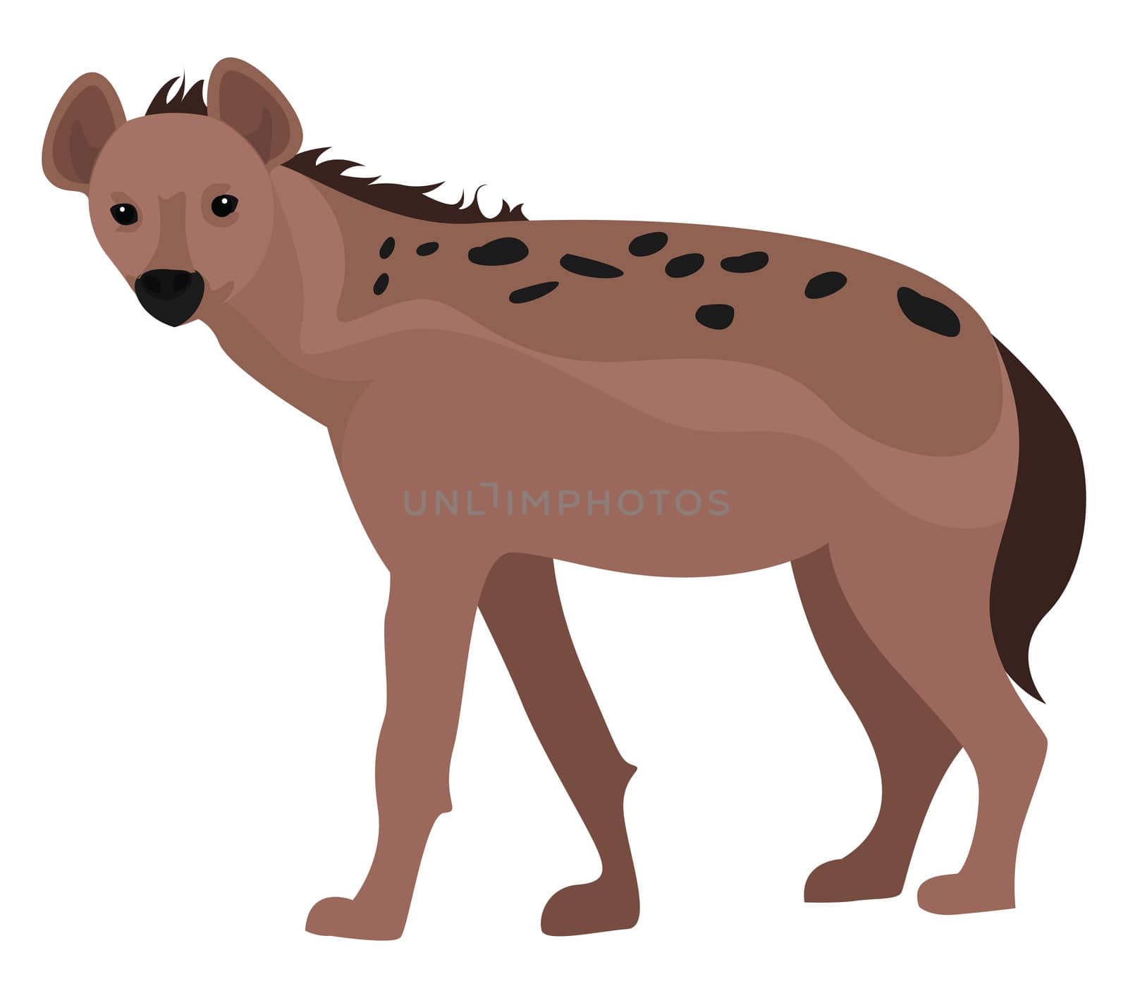 Wild hyena , illustration, vector on white background