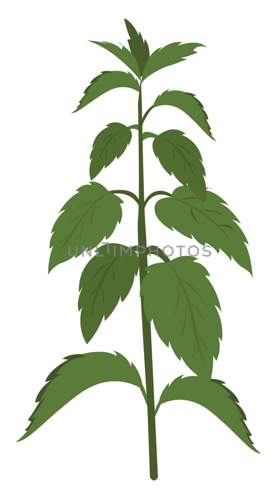 Nettle plant , illustration, vector on white background by Morphart