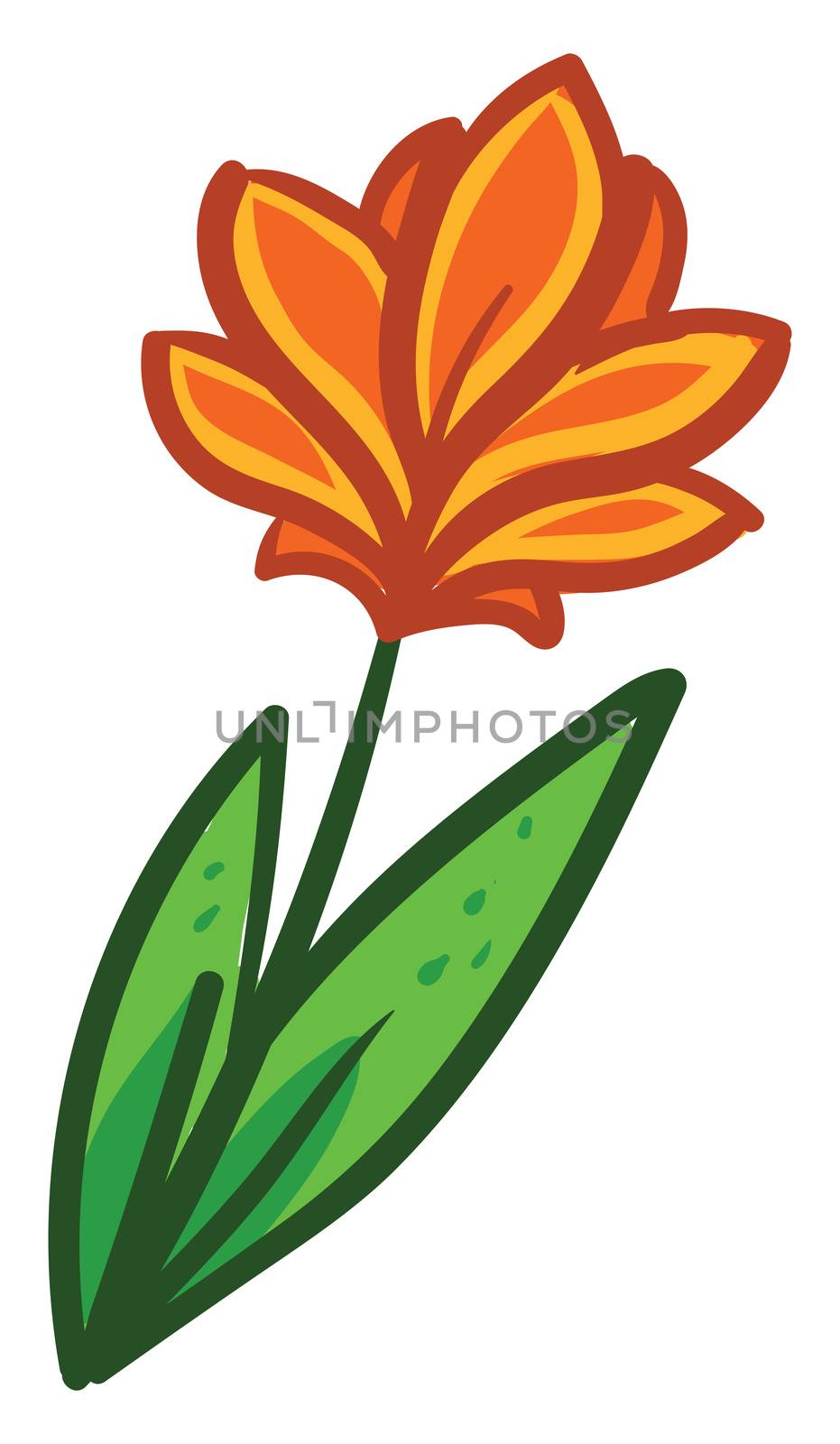 Orange flower , illustration, vector on white background