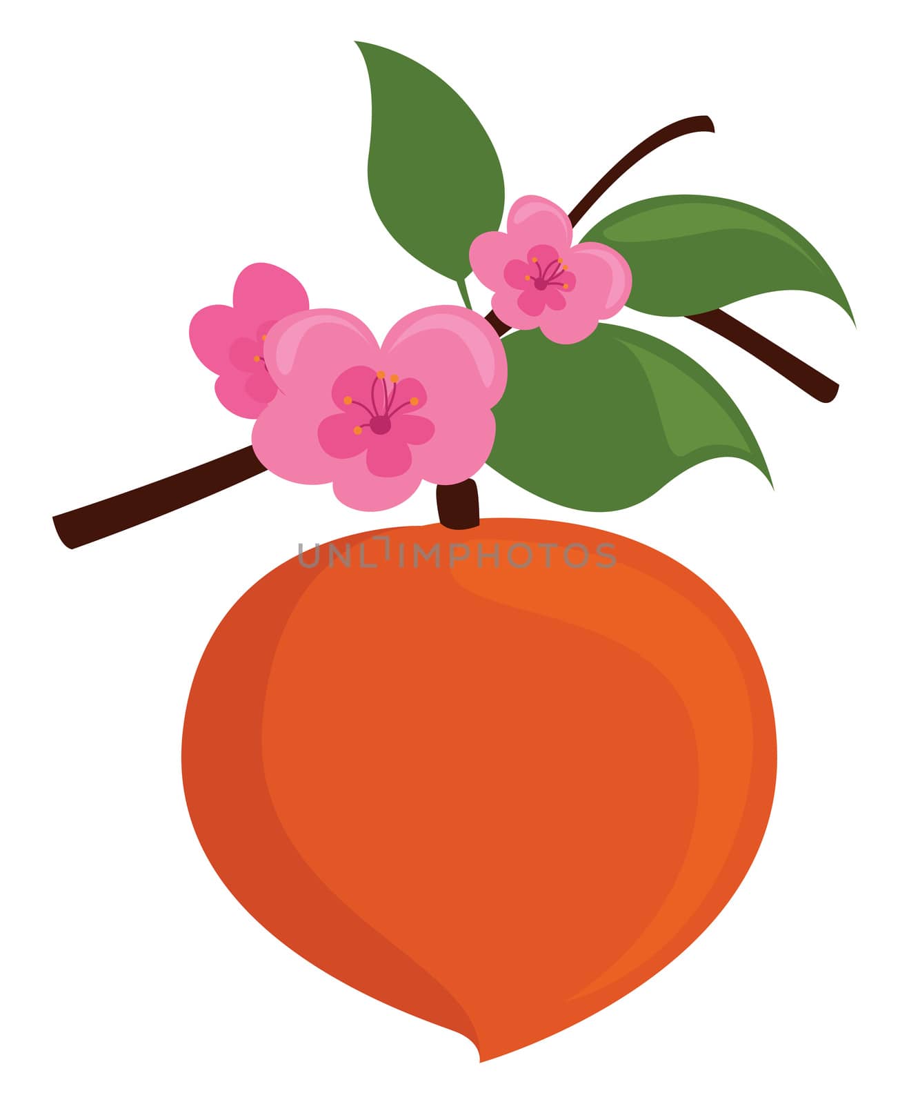 Peach blossom , illustration, vector on white background by Morphart