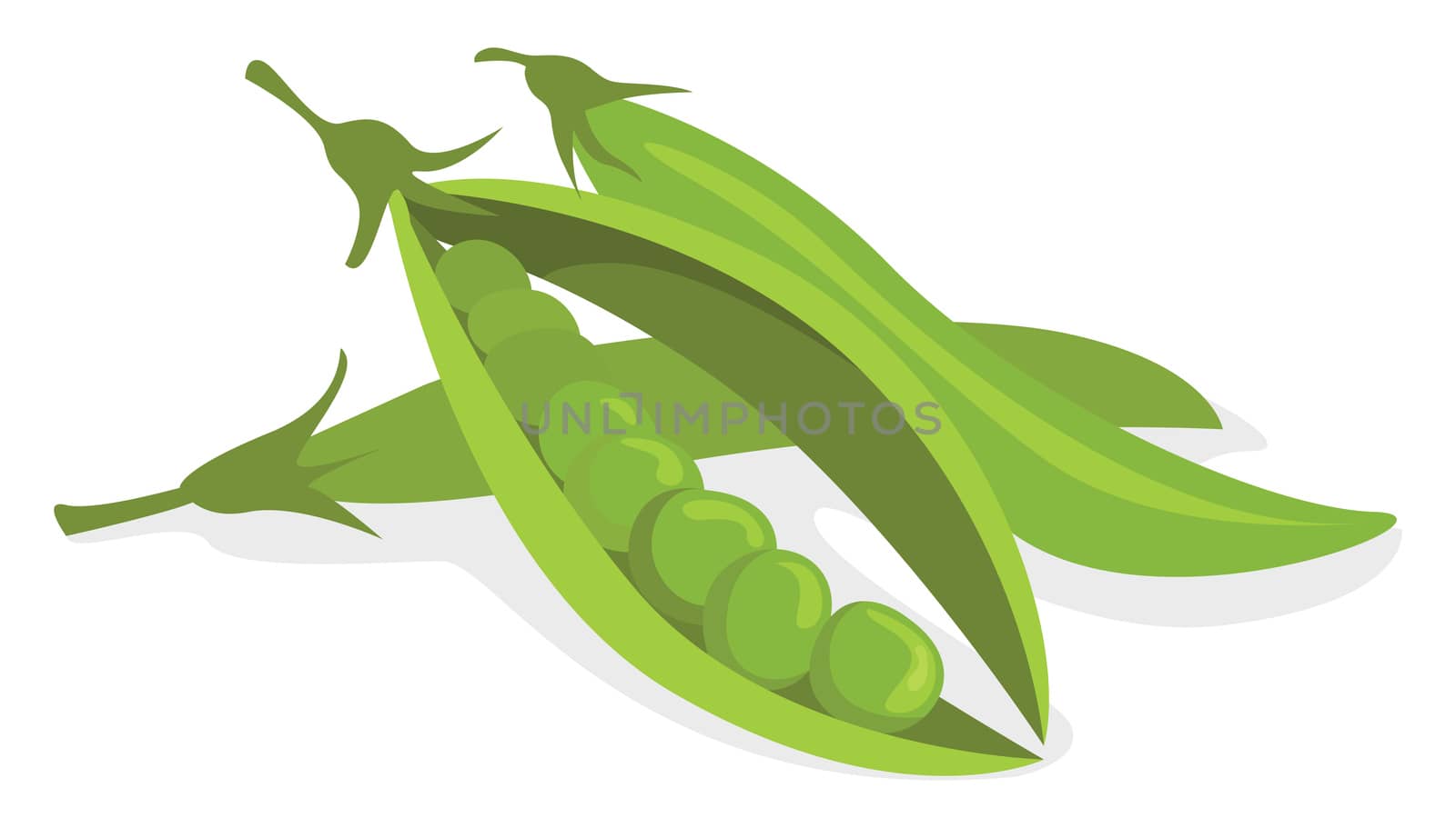Peas beans , illustration, vector on white background by Morphart