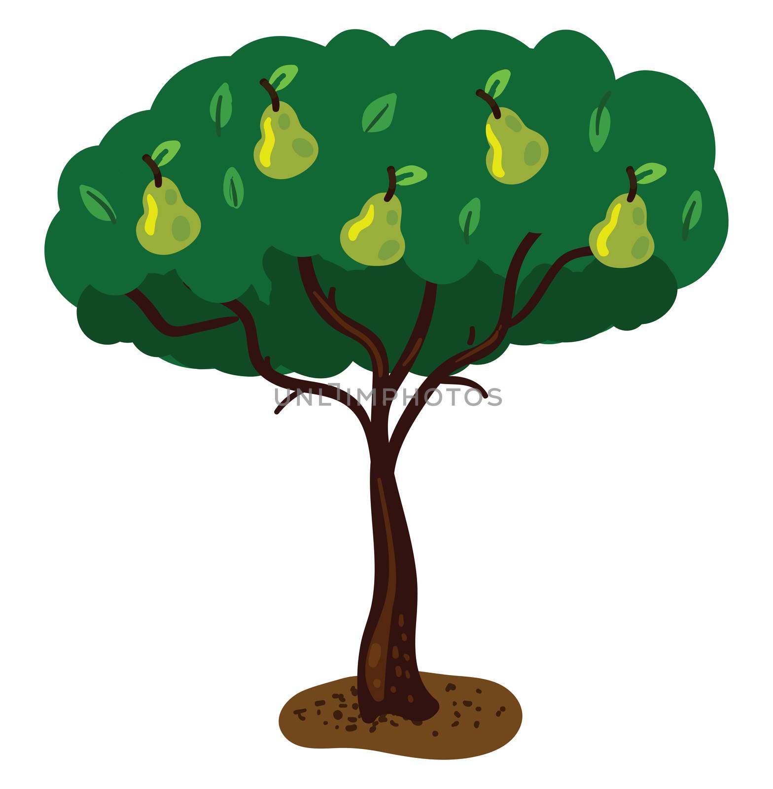 Green pears on tree , illustration, vector on white background by Morphart