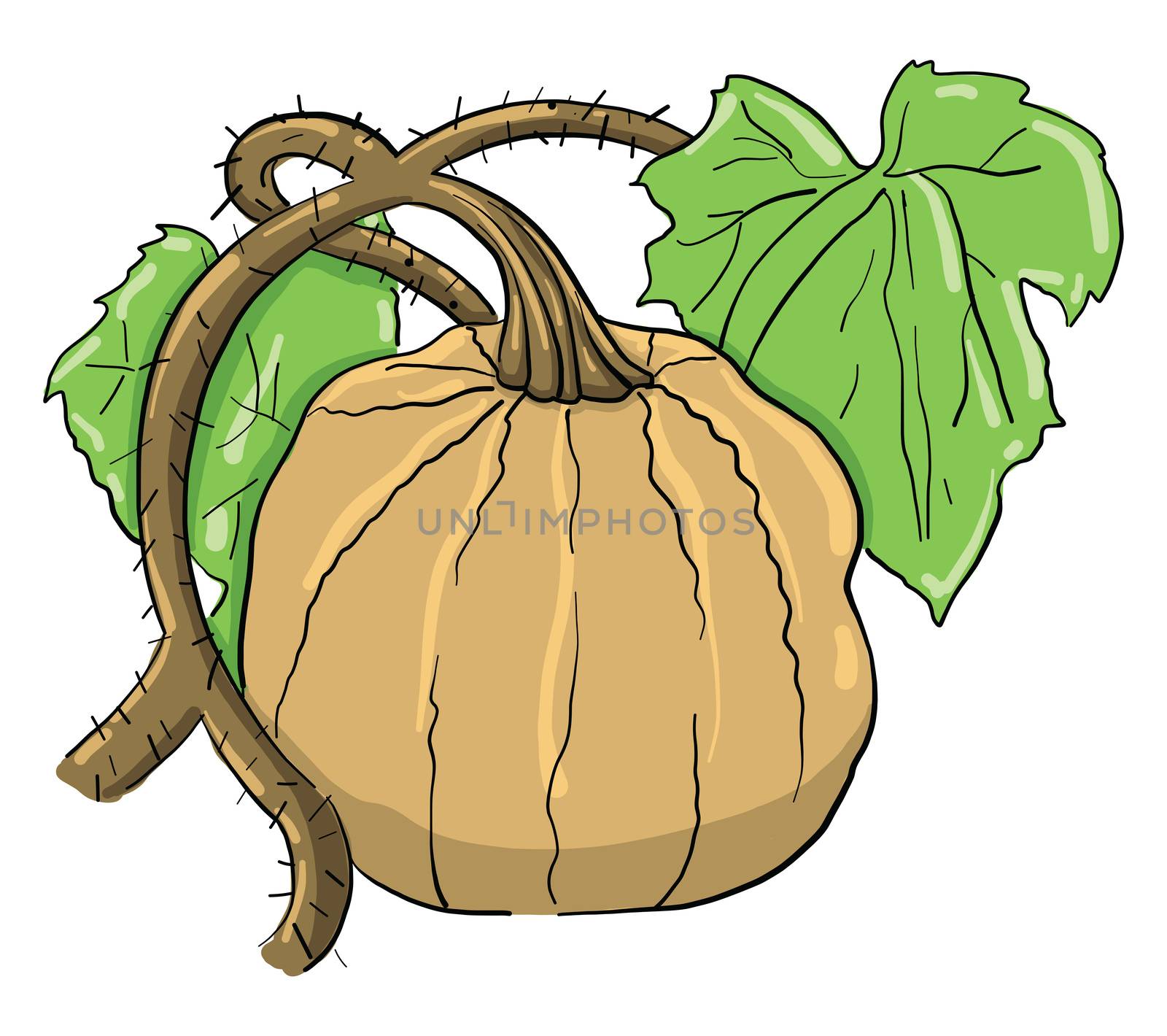 Big pumpkin , illustration, vector on white background by Morphart