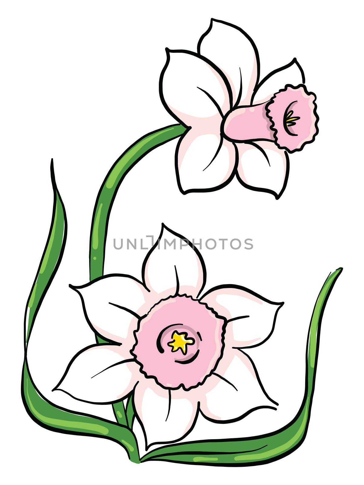 Pink flowers , illustration, vector on white background by Morphart