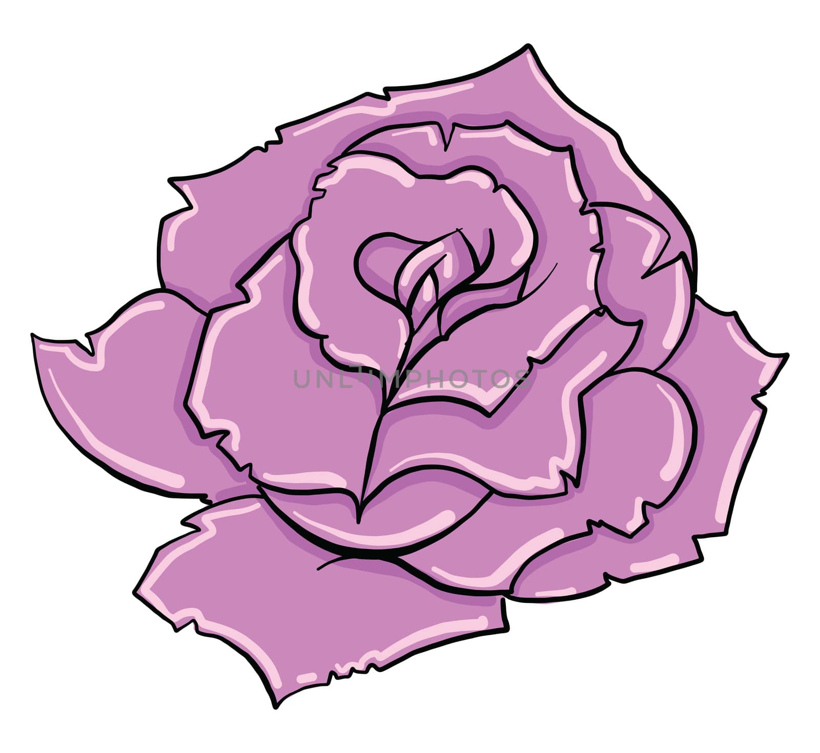 Pink rose , illustration, vector on white background by Morphart
