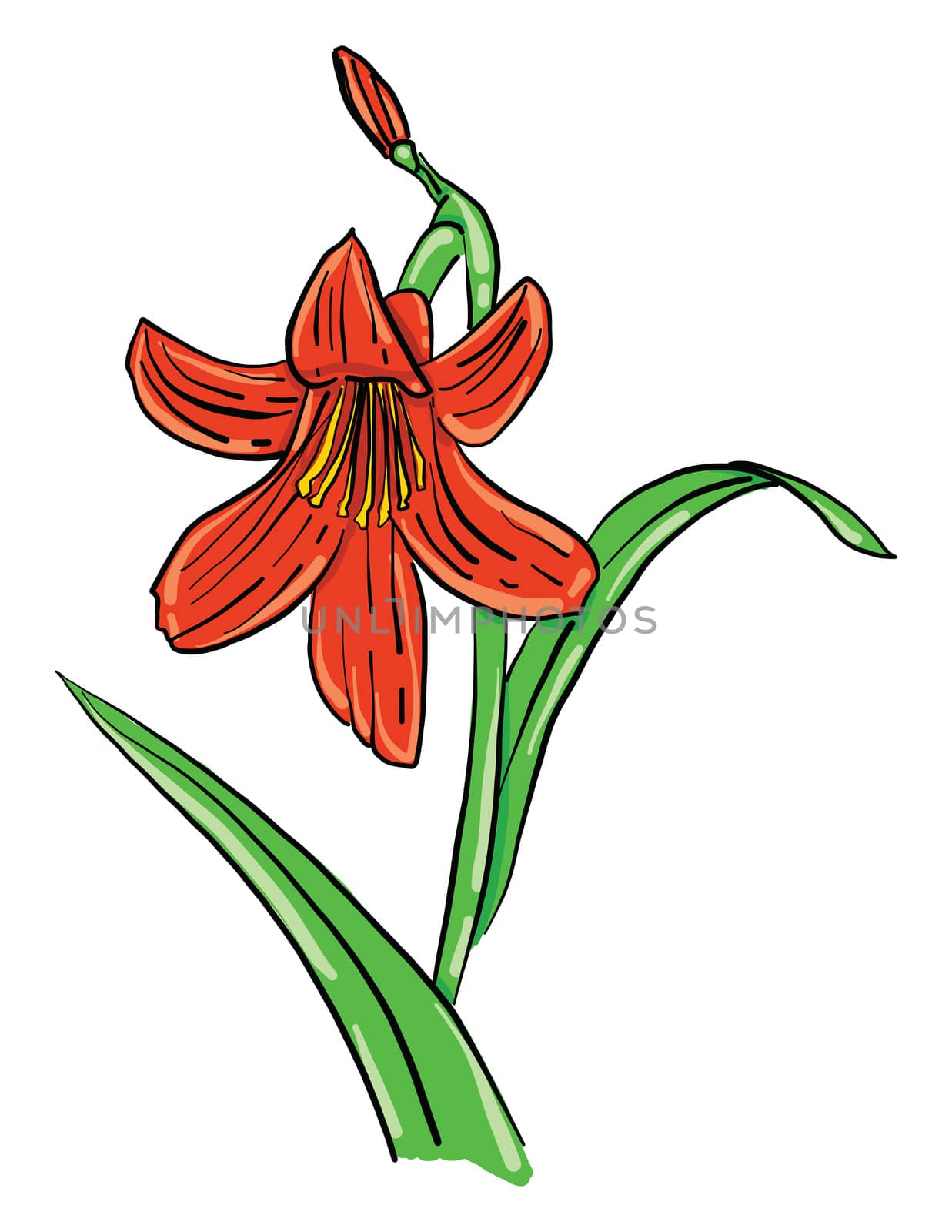 Red lily flower , illustration, vector on white background