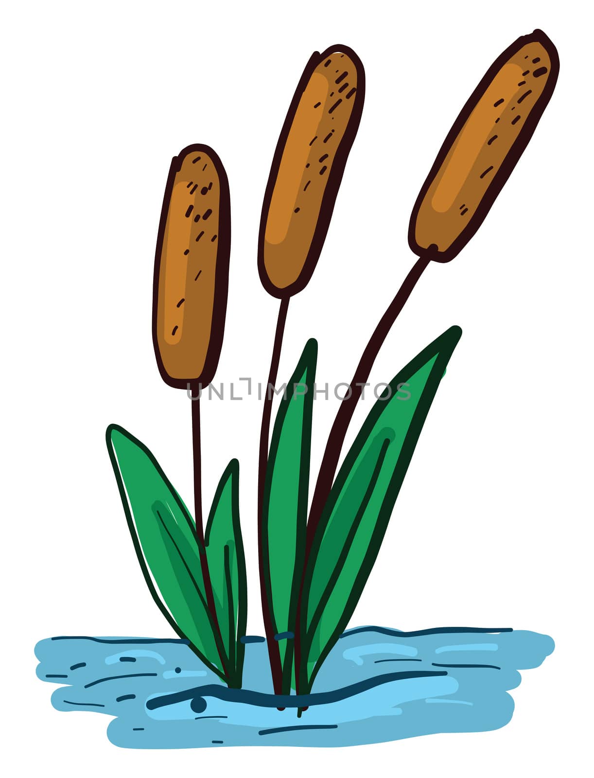 Beautiful reeds , illustration, vector on white background