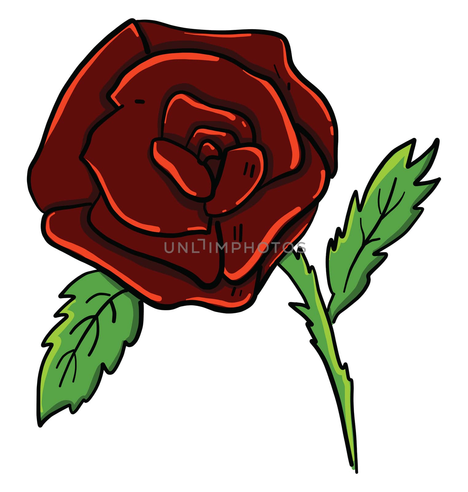 Red rose , illustration, vector on white background by Morphart