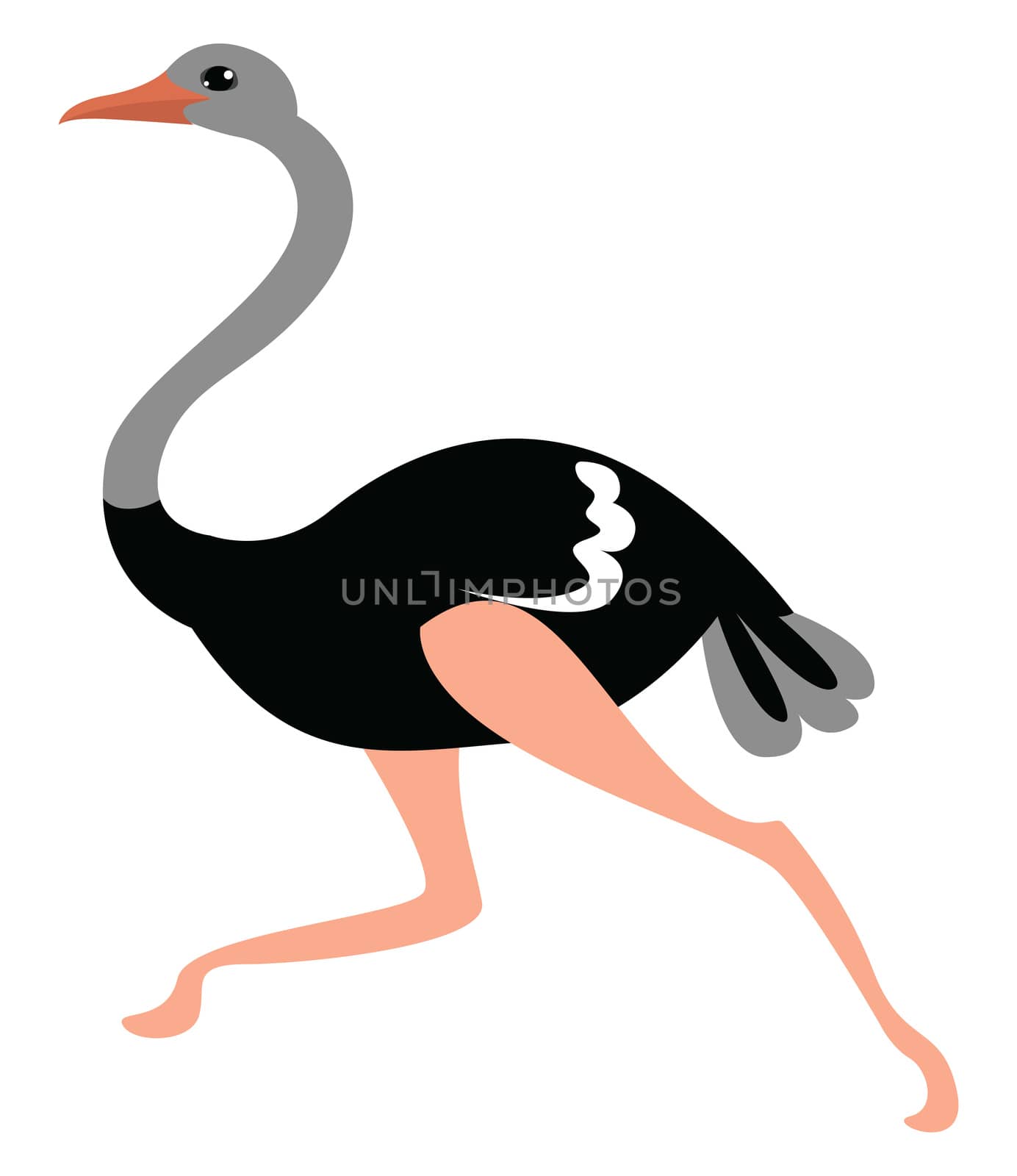 Ostrich running , illustration, vector on white background