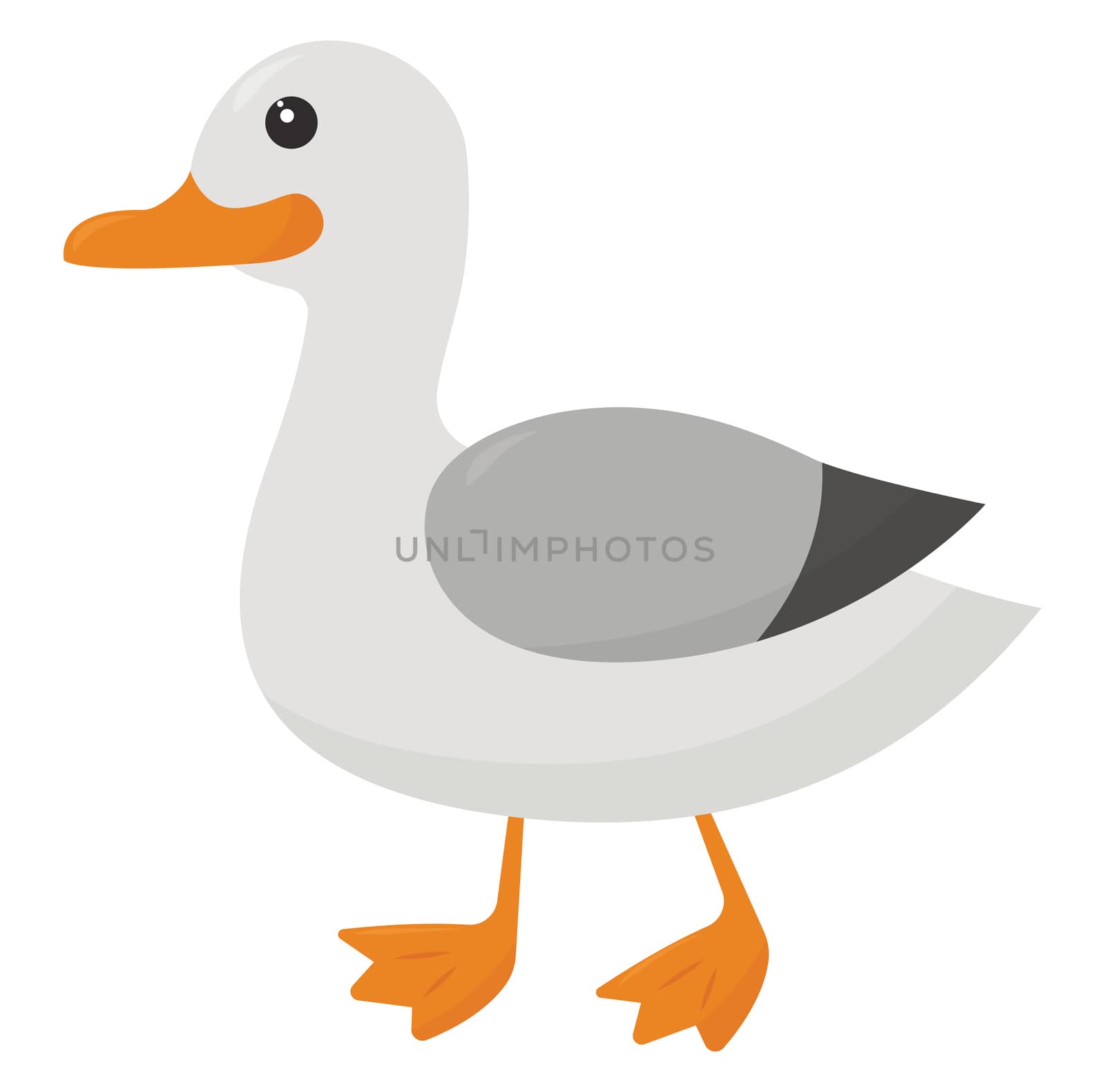 Seagull bird , illustration, vector on white background by Morphart