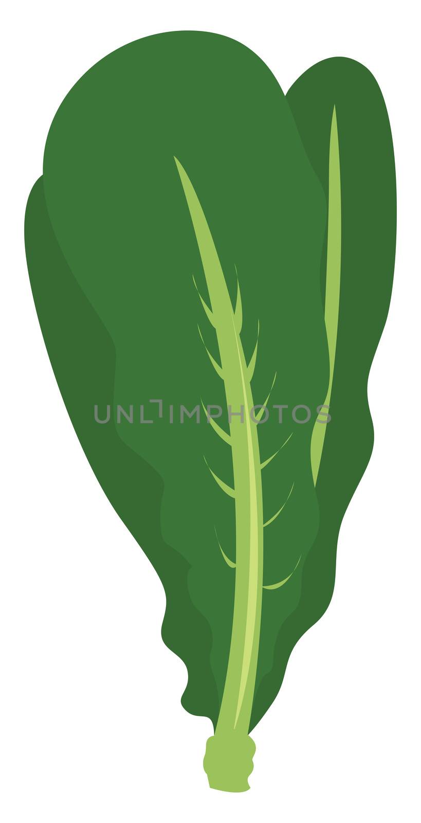 Salad green , illustration, vector on white background by Morphart