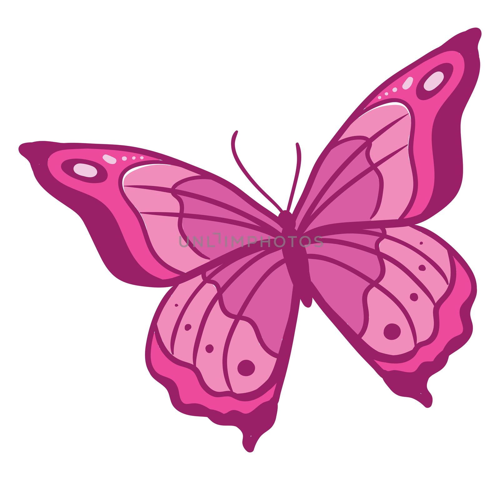 Pink butterfly , illustration, vector on white background by Morphart