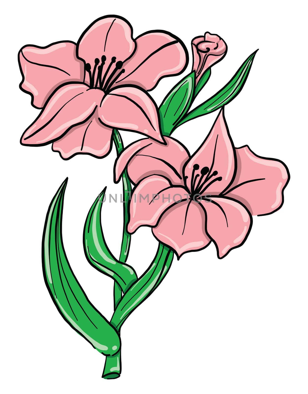 Pink gladiolus , illustration, vector on white background