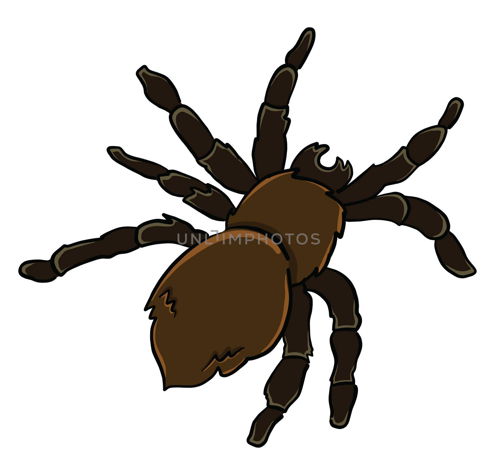 Black spider , illustration, vector on white background