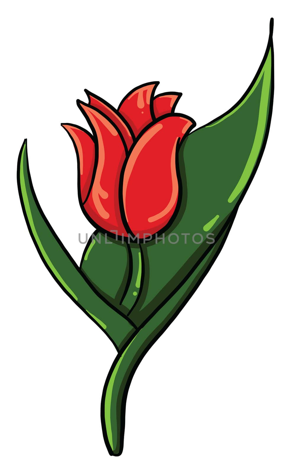 Red tulip flower , illustration, vector on white background by Morphart