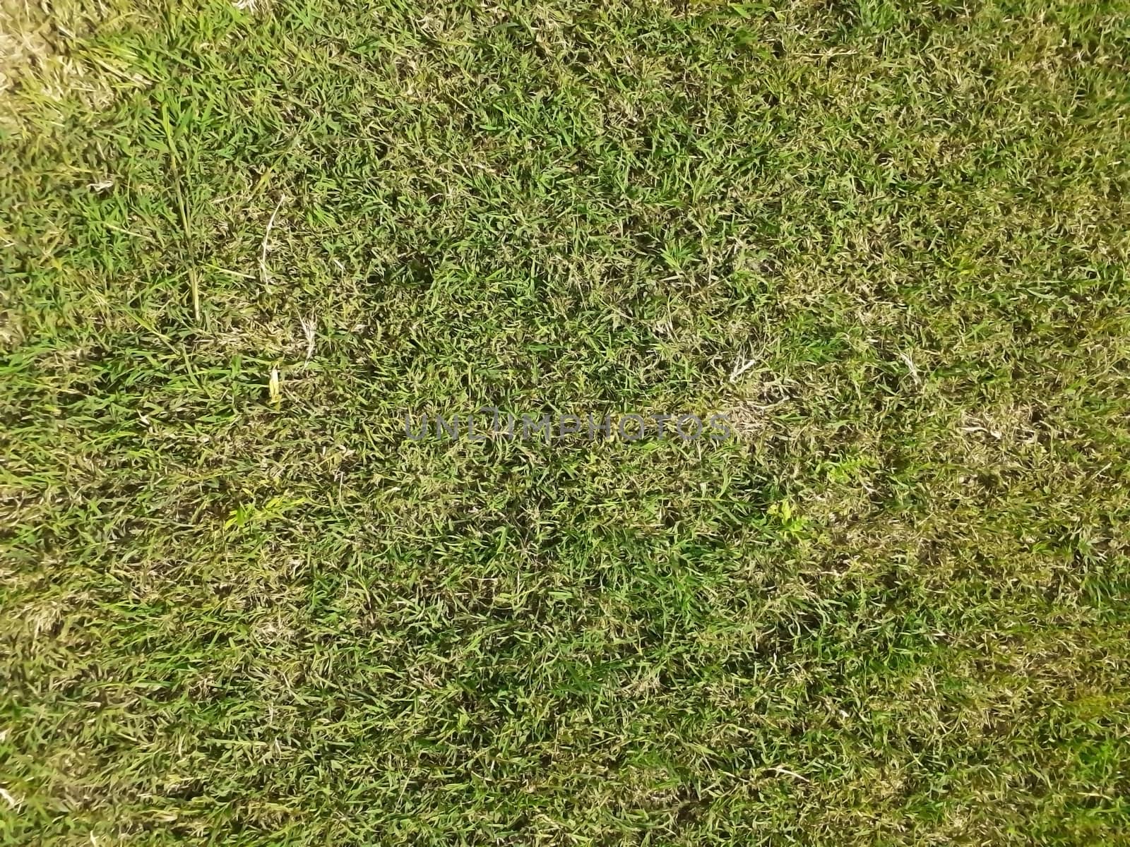 shallow depth of field of grass on a park