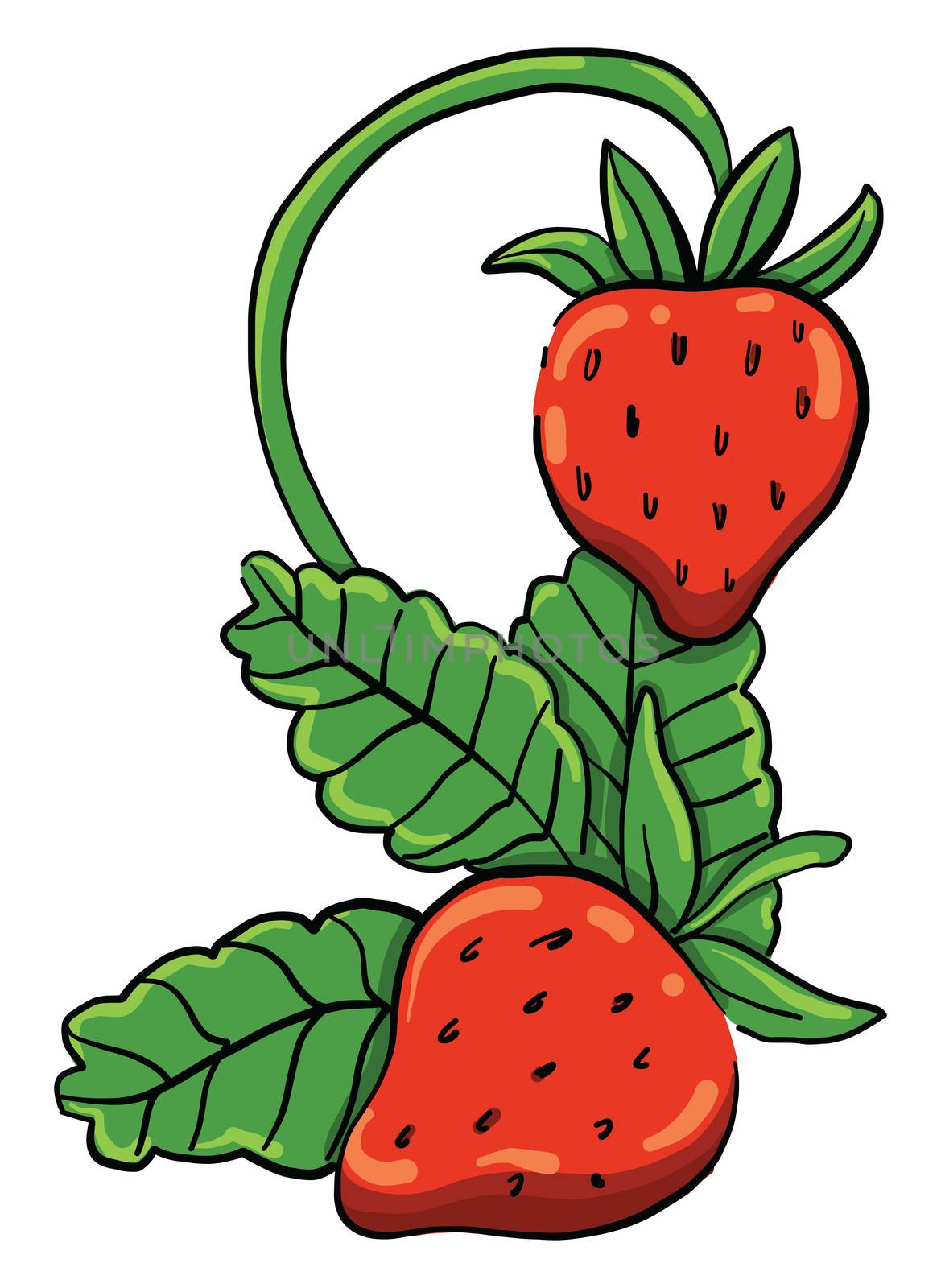 Fresh strawberries , illustration, vector on white background by Morphart