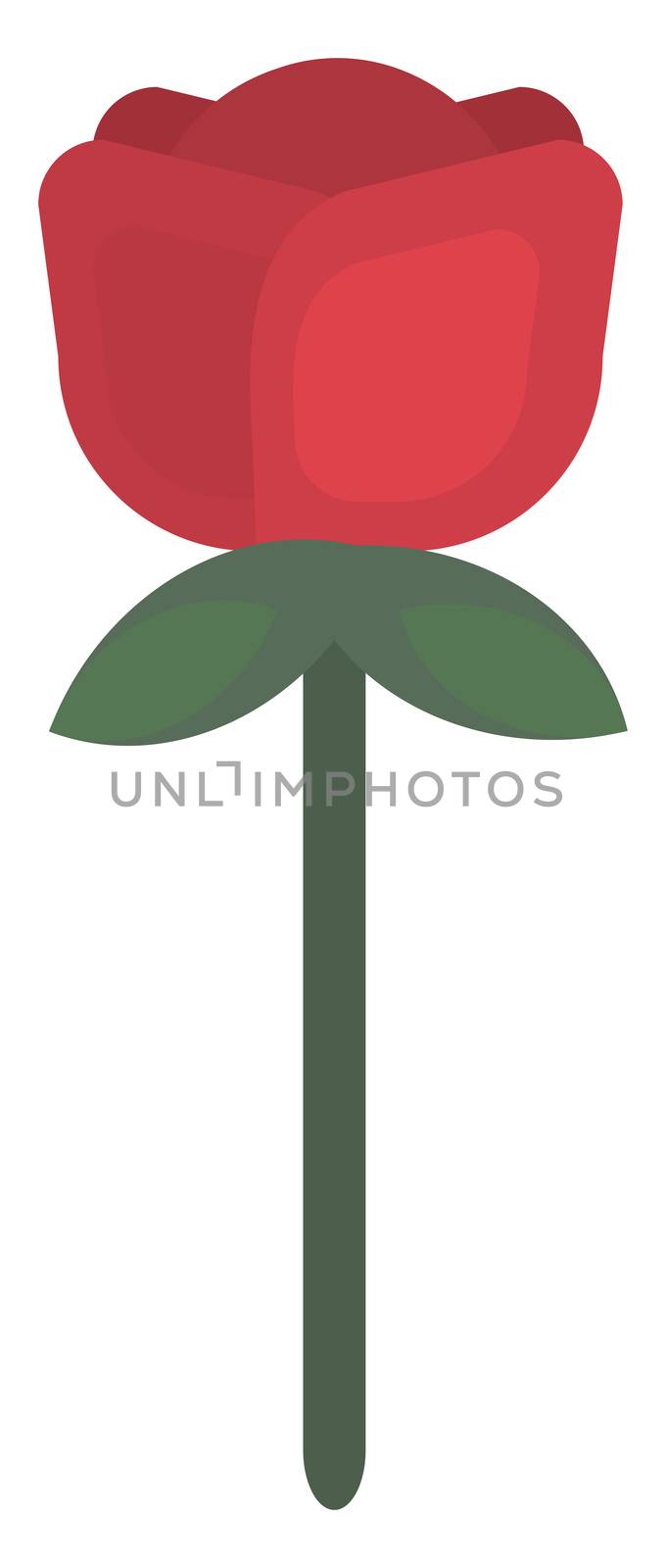 Red rose flower , illustration, vector on white background